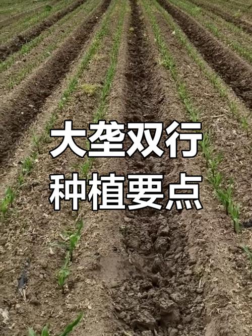 玉米双株种植技术大全-图1