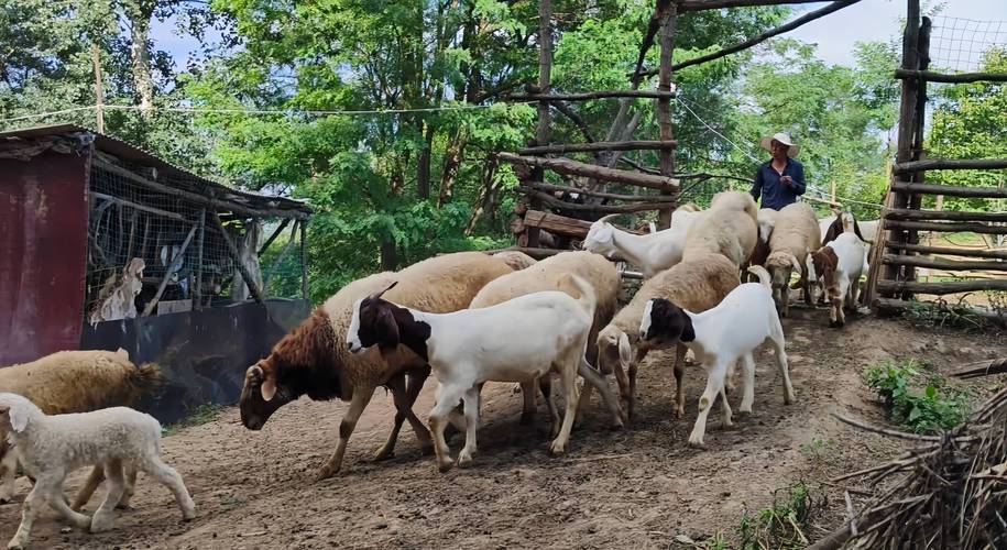 农村山羊养殖技术视频-图1