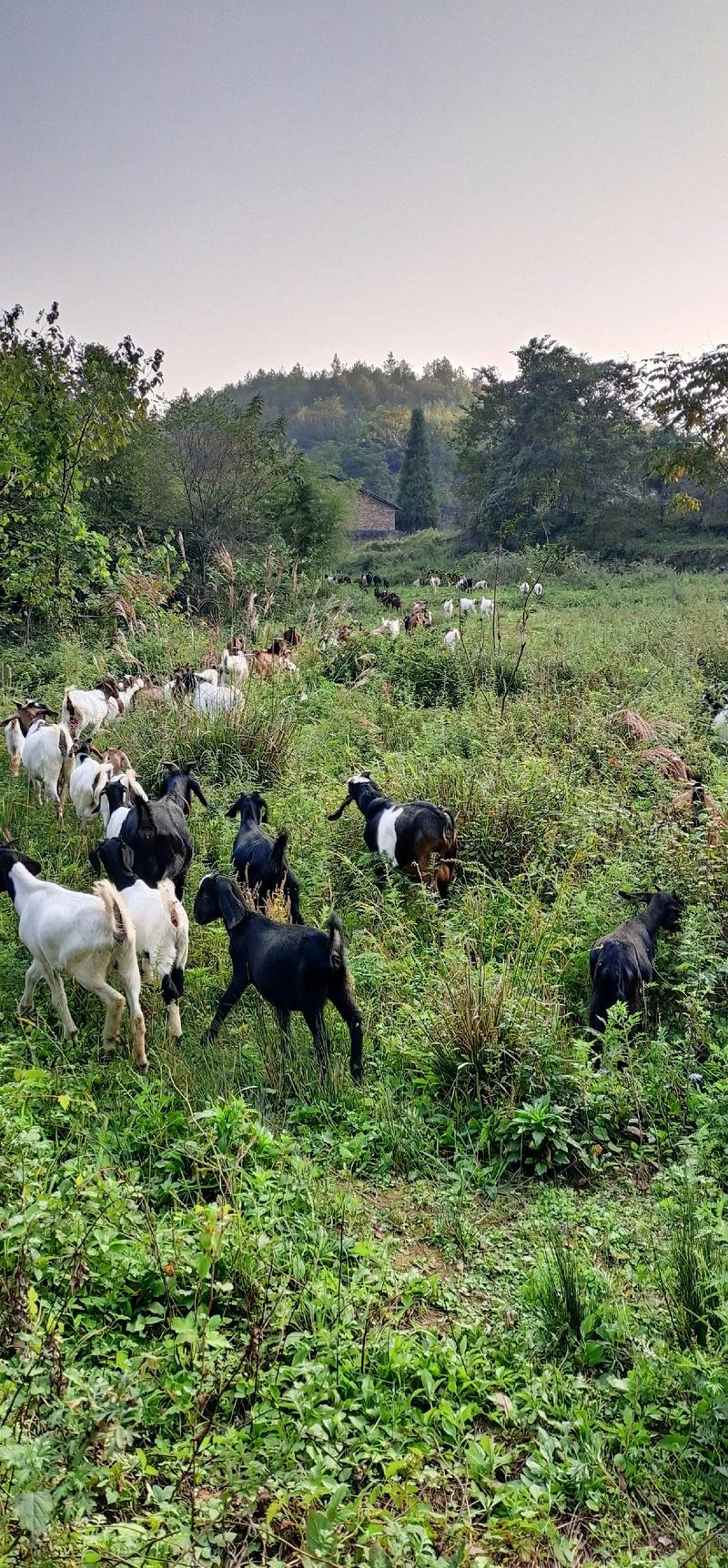 农村山羊养殖技术视频-图3