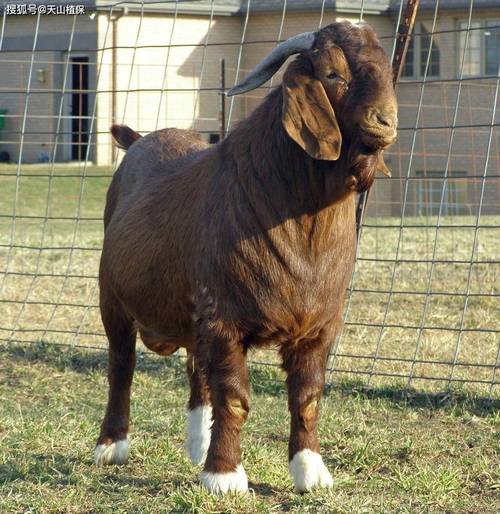 波尔山羊最新价格行情-图2