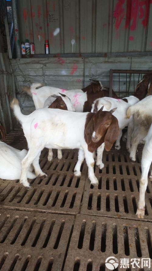 波尔山羊最新价格行情-图3