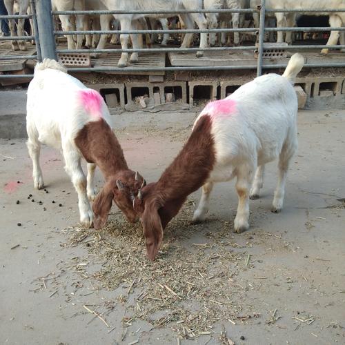 波尔山羊最新价格行情-图1