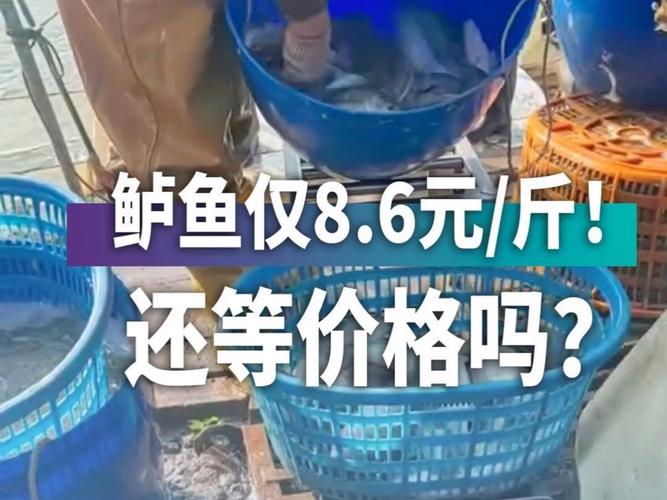 加州鲈鱼今日塘头价格多少？-图2