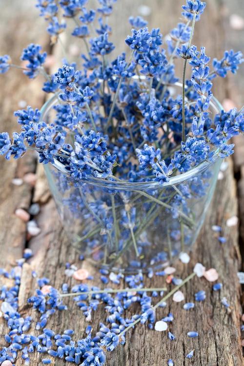 满天星什么品种是蓝色-图3