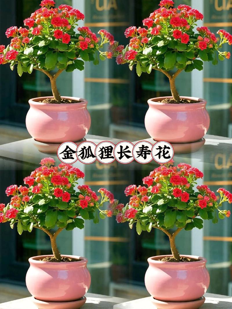 长寿花的尖叶什么品种-图2