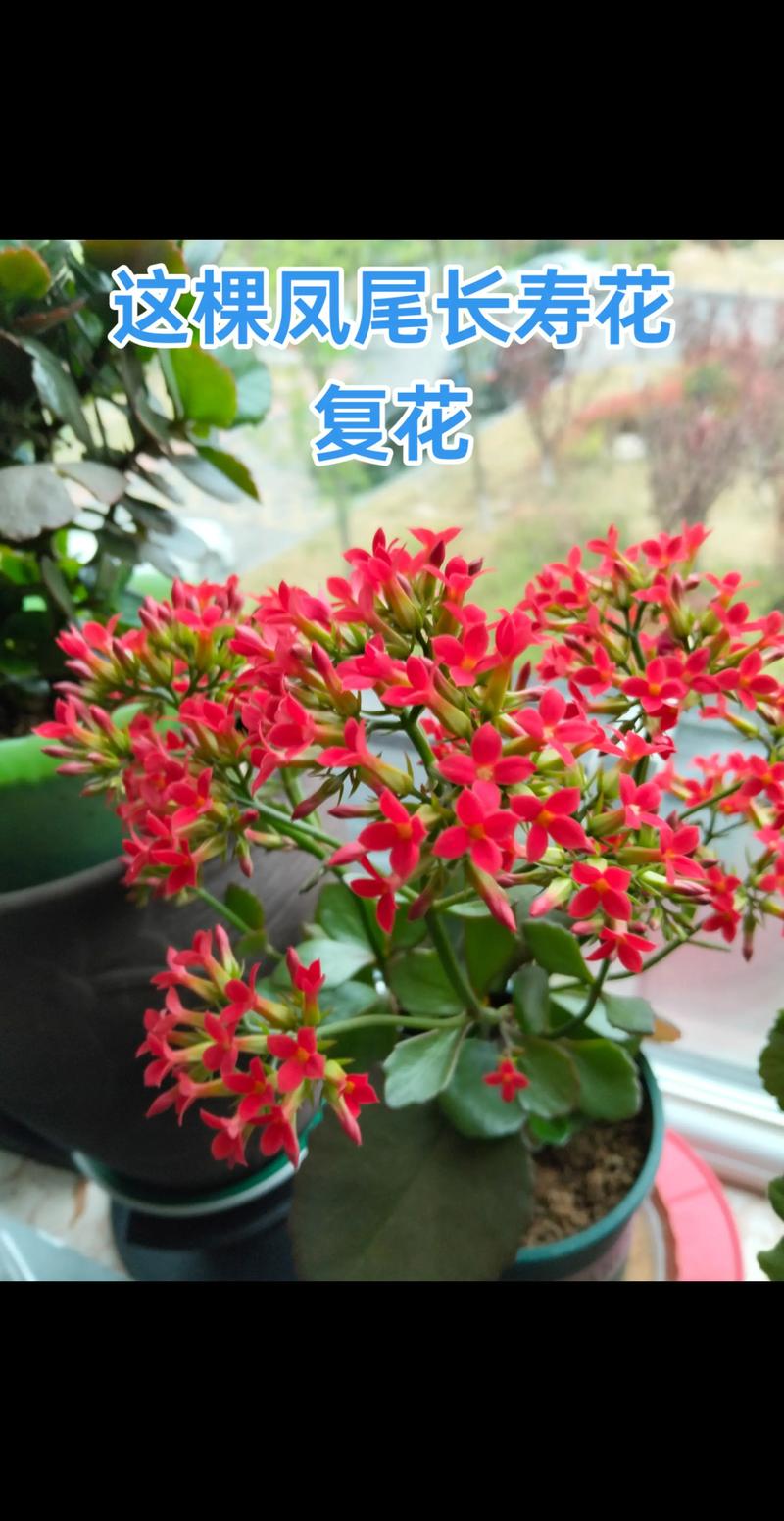 长寿花的尖叶什么品种-图3