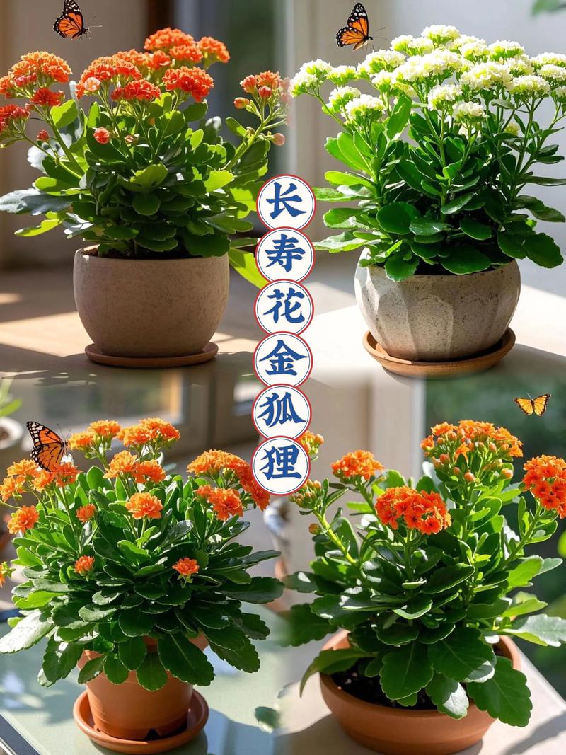 长寿花的尖叶什么品种-图1