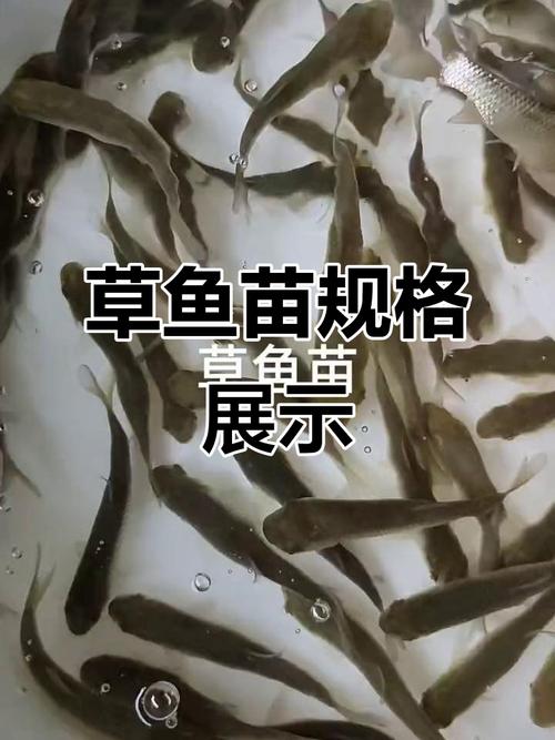 荆州半斤大草鱼苗价格-图3