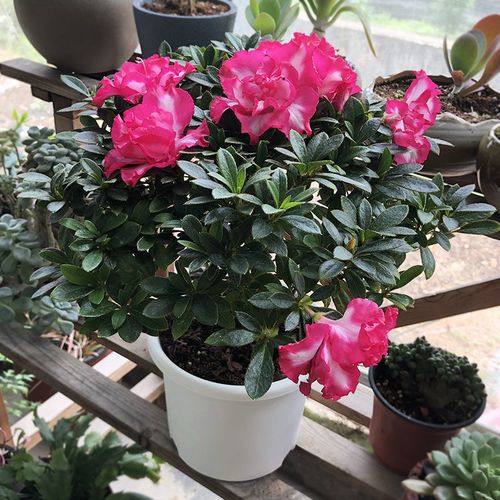 老品种红双喜杜鹃花苗有何特点？-图1