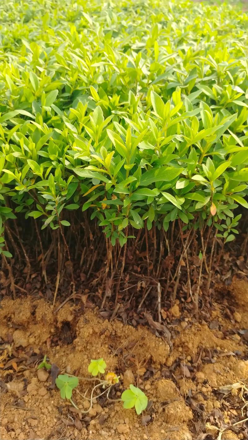 老品种红双喜杜鹃花苗有何特点？-图2