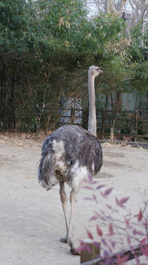 哪种鸵鸟品种体型最大？-图2