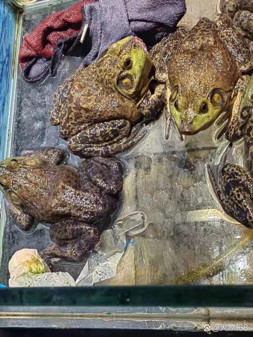牛蛙和青蛙，到底哪个更贵？-图1