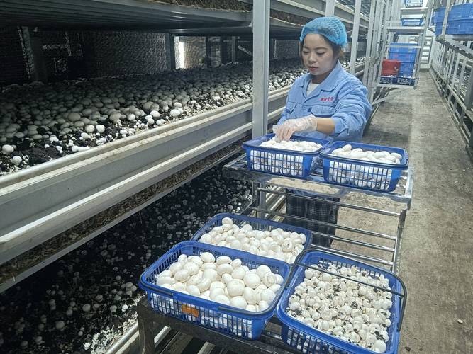 稻草栽培双孢蘑菇技术-图1