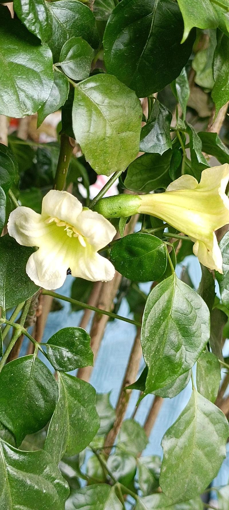 幸福树开花叫什么品种-图2