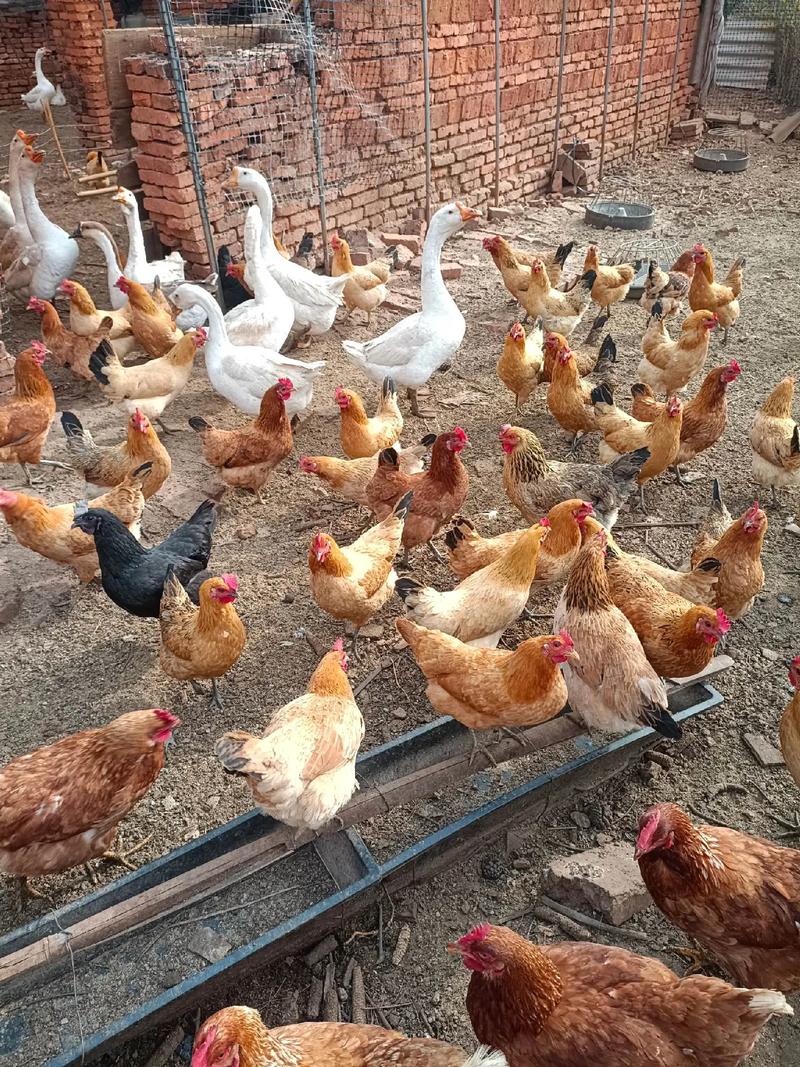 散养鸡系列技术三，核心要点是什么？-图1