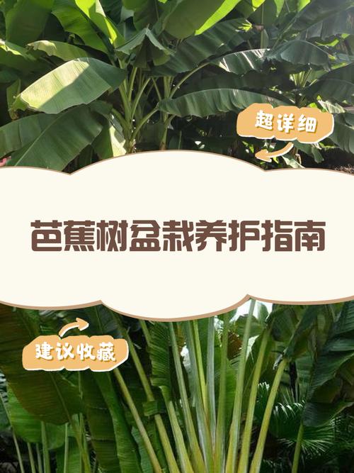 芭蕉树种植管理有哪些关键技术？-图1