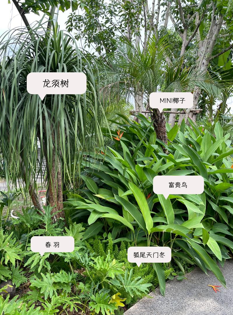 芭蕉树种植管理有哪些关键技术？-图2