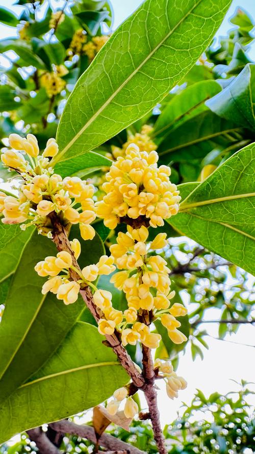 十大品种桂花图片大全-图1