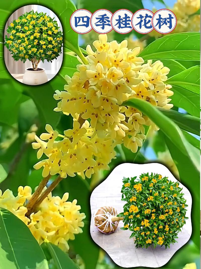 十大品种桂花图片大全-图2