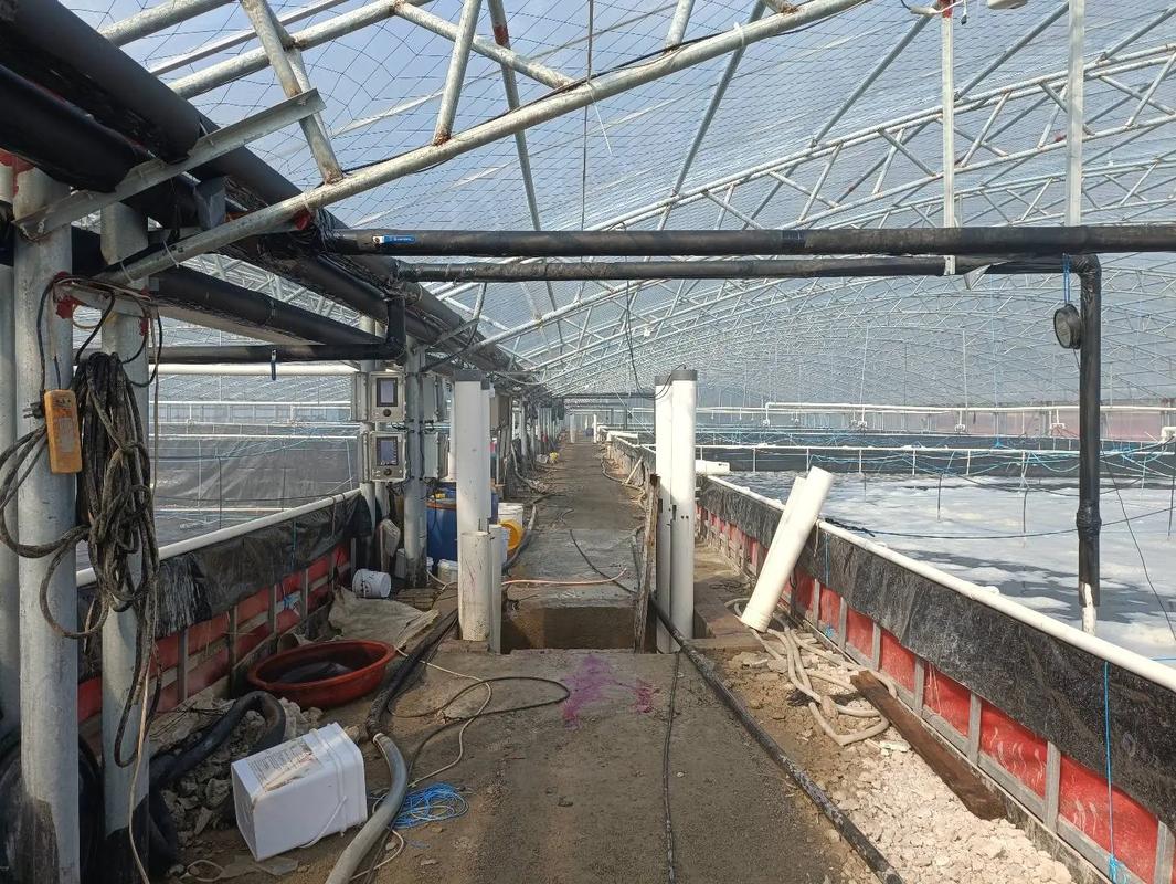 养南美白对虾技术周期-图1