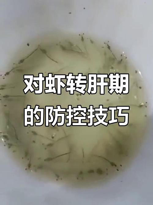 养南美白对虾技术周期-图3