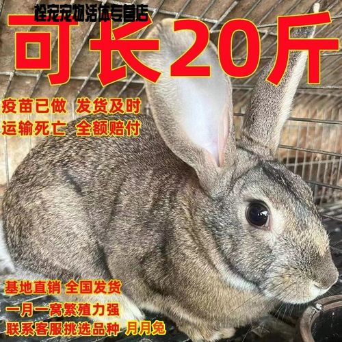 比利时兔子品种有哪些？-图1