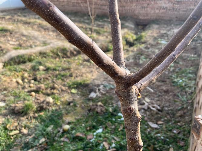 大杏树的修剪技术冬季-图1