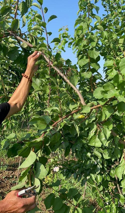 大杏树的修剪技术冬季-图3