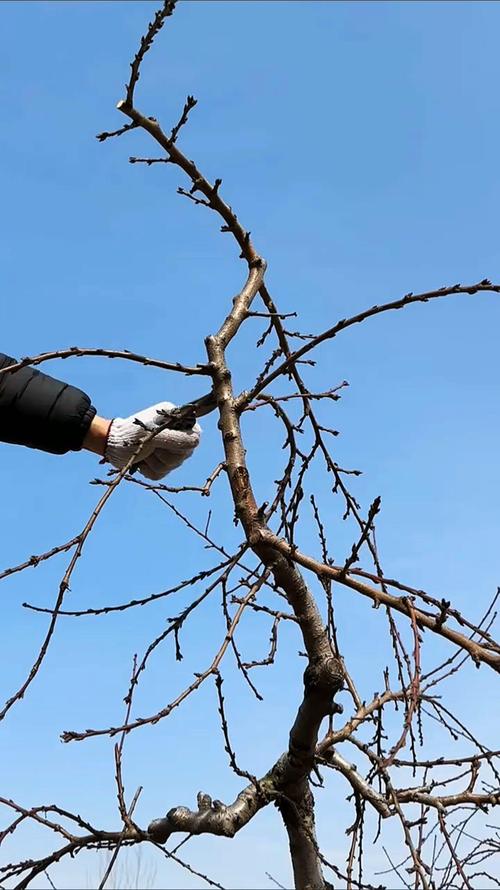 大杏树的修剪技术冬季-图2