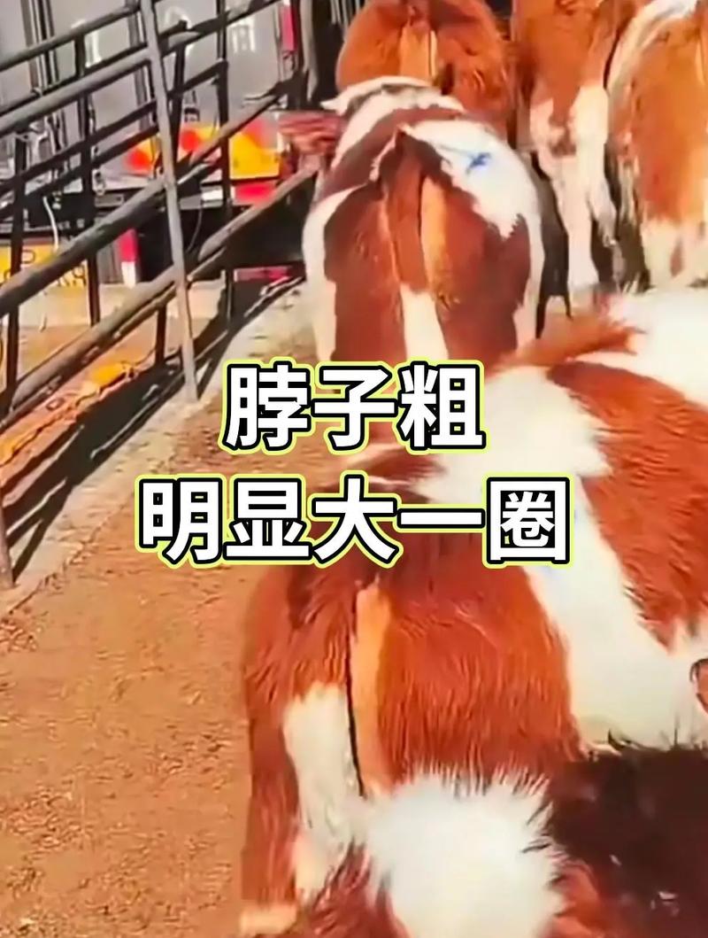 牛怀孕一般多少月？-图1