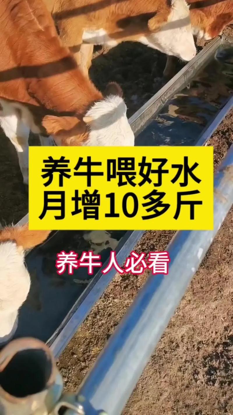 牛怀孕一般多少月？-图2