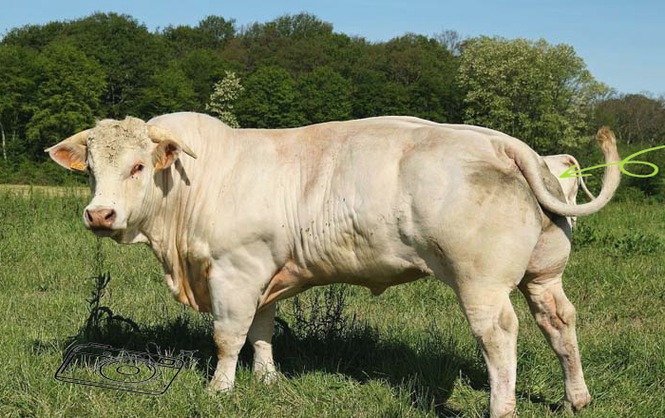 什么品种肉牛抵抗力强？-图3