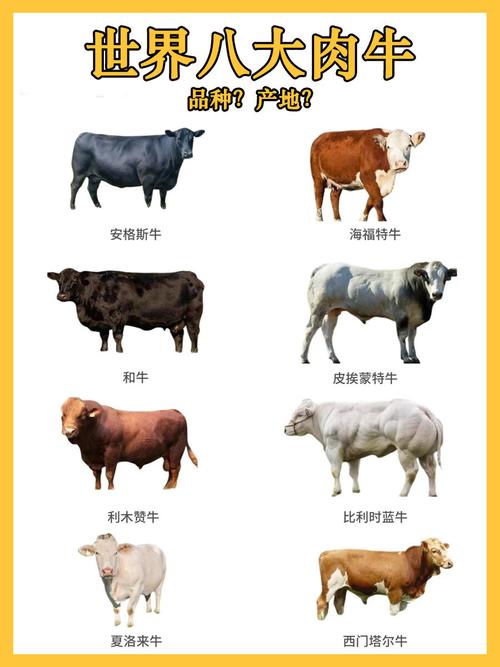 什么品种肉牛抵抗力强？-图2