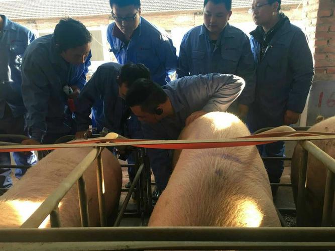 仔猪养殖技术培训视频-图2