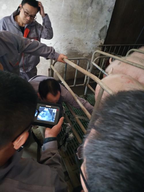 仔猪养殖技术培训视频-图3