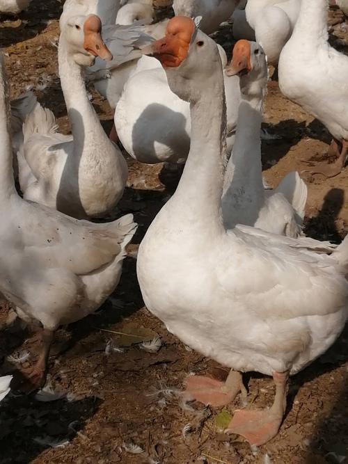 哪个品种的鹅长的最大-图3