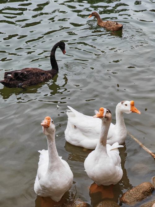 哪个品种的鹅长的最大-图2