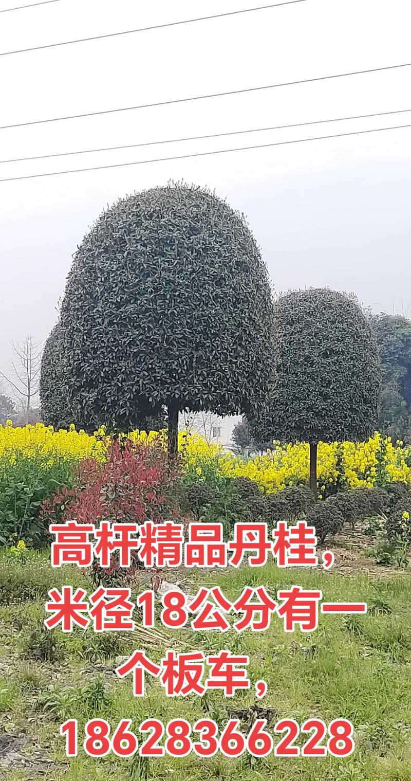 丹桂桂花树品种有哪些？价格多少？-图1