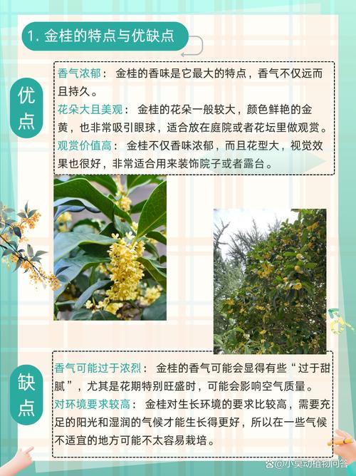 丹桂桂花树品种有哪些？价格多少？-图2