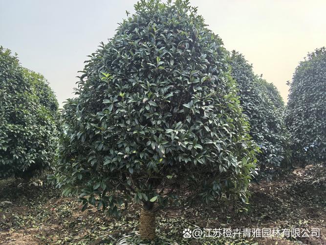 丹桂桂花树品种有哪些？价格多少？-图3