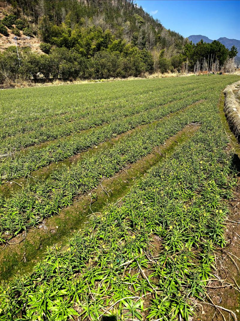 贝母的种植方法和技术-图2