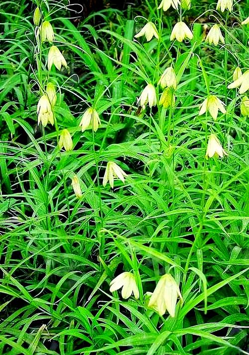 贝母的种植方法和技术-图3