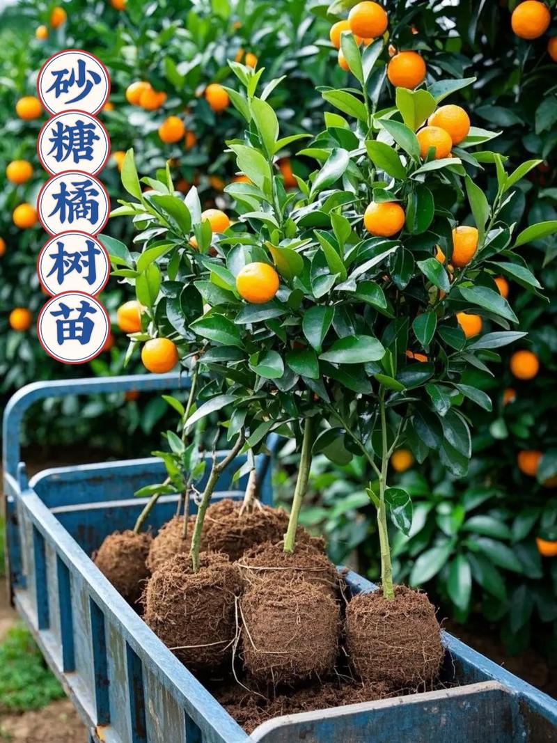 砂糖桔树种植技术视频-图3