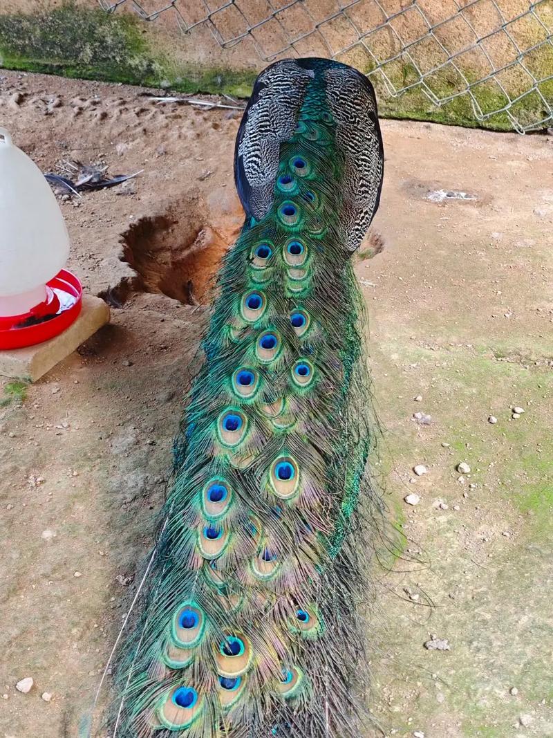 农广天地孔雀养殖技术-图1