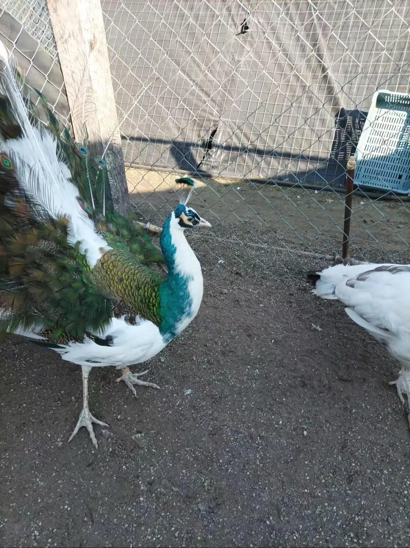 农广天地孔雀养殖技术-图2