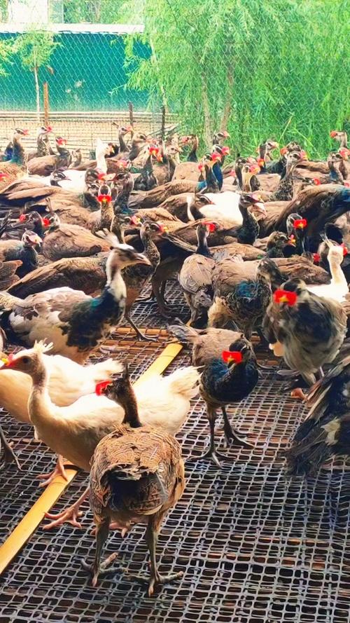 农广天地孔雀养殖技术-图3