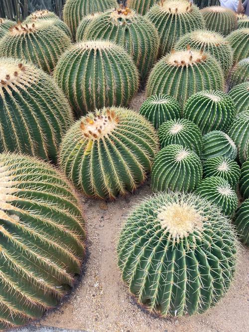 仙人掌品种有多少？附图片看差异。-图1