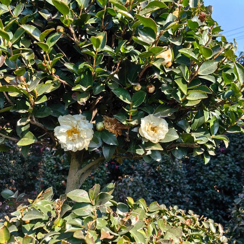 白茶花哪个品种花型大-图2