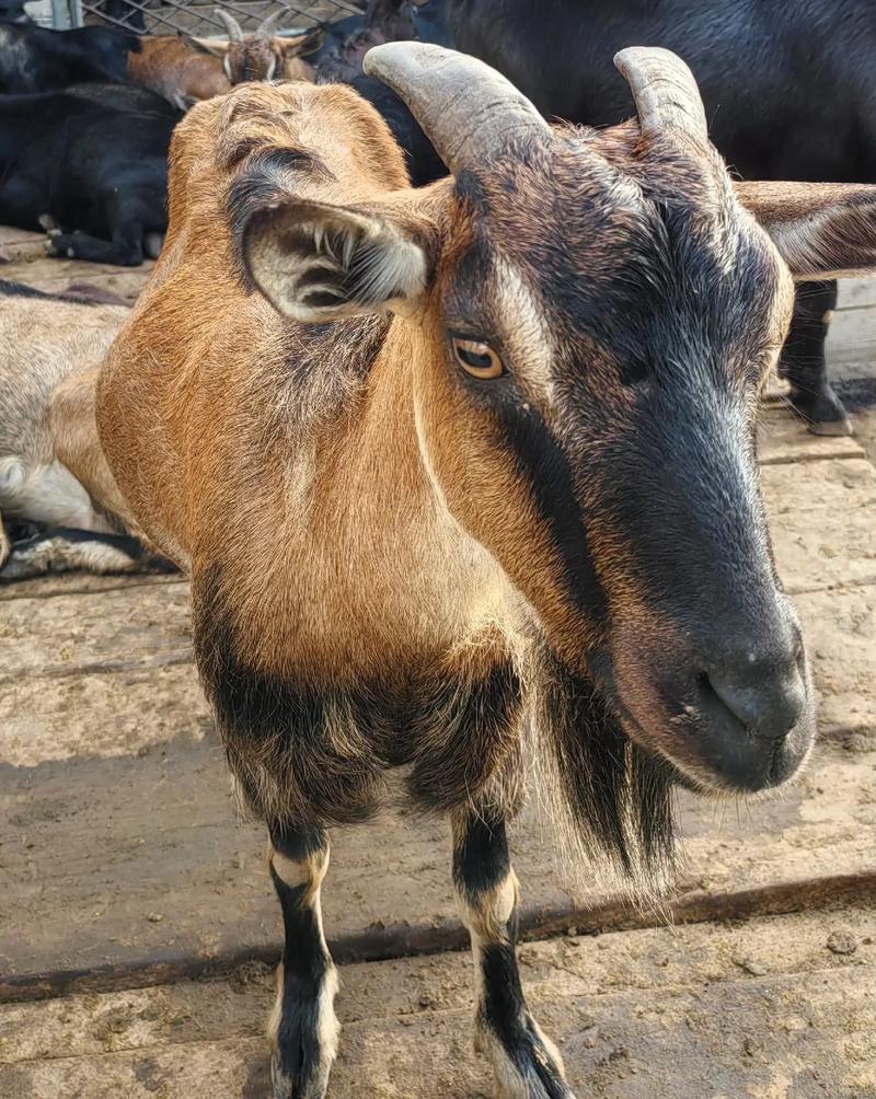 圈养黑东山羊技术视频有哪些要点？-图1