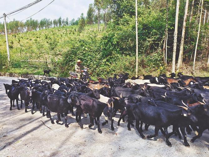 圈养黑东山羊技术视频有哪些要点？-图2